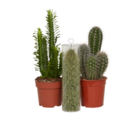 kaktus i en pott skära ut isolerat transparent bakgrund png