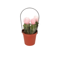 cactus in a pot cut out isolated transparent background png