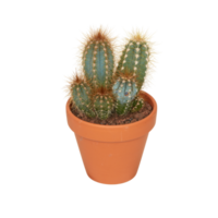 cactus en un maceta cortar fuera aislado transparente antecedentes png