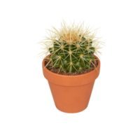 cactus in a pot cut out isolated transparent background png