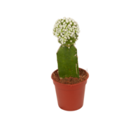 cactus in a pot cut out isolated transparent background png