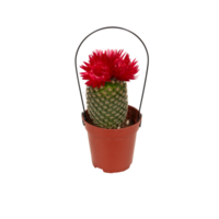 cactus in a pot cut out isolated transparent background png