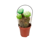 kaktus i en pott skära ut isolerat transparent bakgrund png
