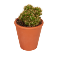 cactus in a pot cut out isolated transparent background png