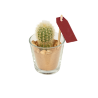 cactus in a pot cut out isolated transparent background png