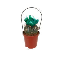 cactus in a pot cut out isolated transparent background png