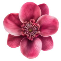 Variety of Top View Flat Flowers Isolated png