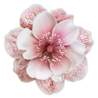 Variety of Top View Flat Flowers Isolated png