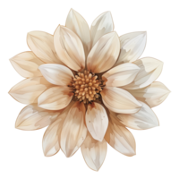 Variety of Top View Flat Flowers Isolated png