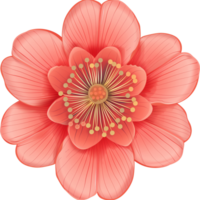 Variety of Top View Flat Flowers Isolated png