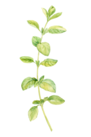 Watercolor oregano. Green sprig of marjoram. Spicy herb, seasoning for Mediterranean cuisine. Illustration for cookbooks, recipes, aprons, stickers, dishes, food packaging. png