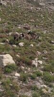 verticale vidéo de chèvres dans le montagnes aérien vue video