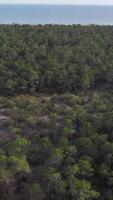 verticale vidéo de forêt des arbres video