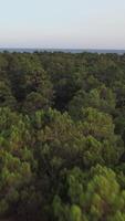 vertikal video av skog träd
