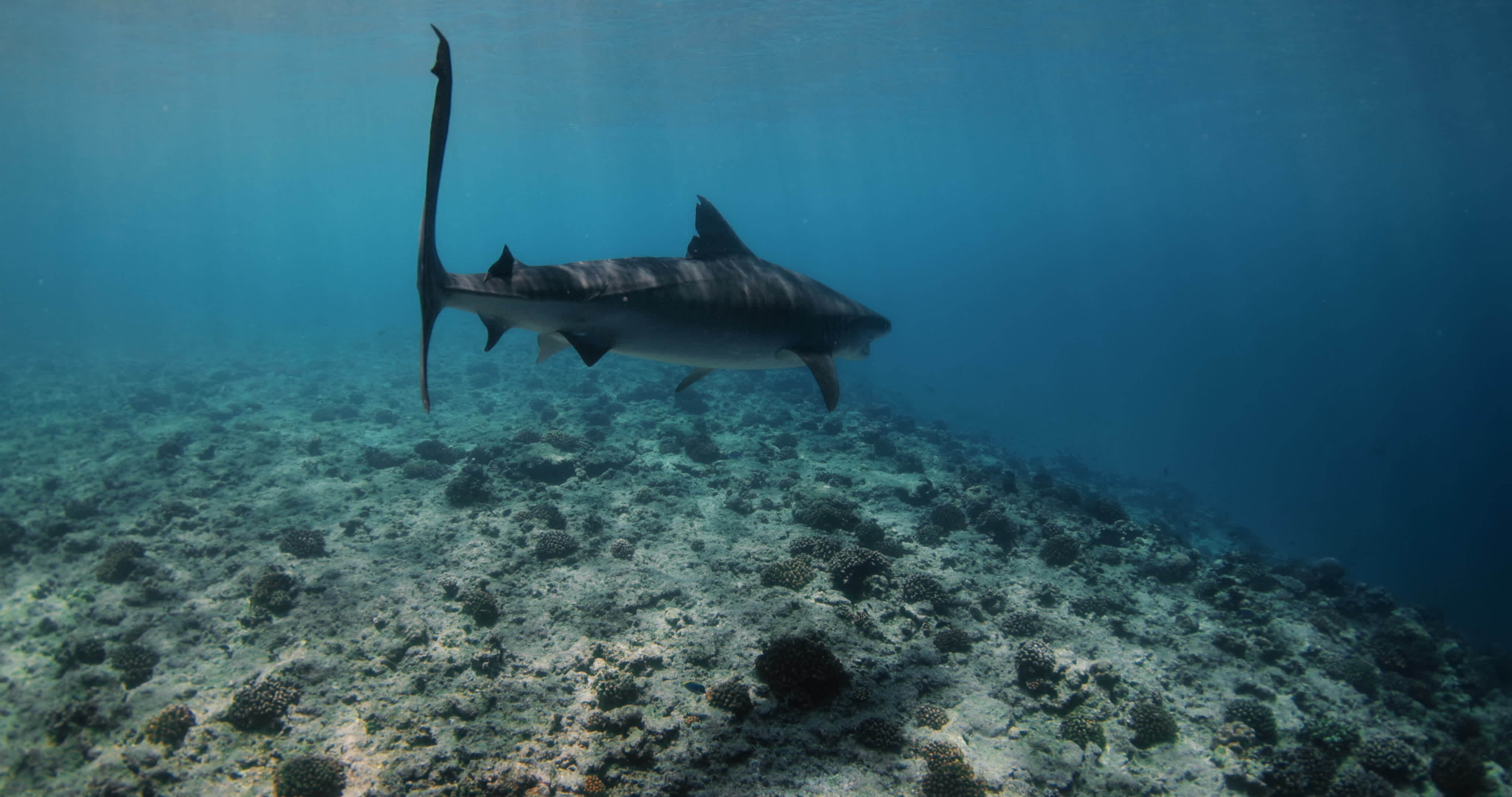 Tiger shark is an apex predator in the ocean. Tail of shark. 42851715