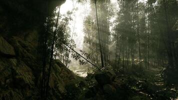 une serein bambou bosquet enveloppé dans brouillard video