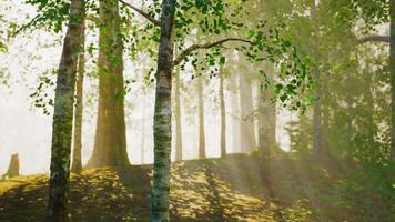 träd i en skog med solljus kommande genom de träd video