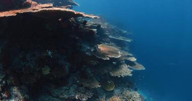 recife embaixo da agua com surpreendente mesa corais e tropical peixe. Difícil corais, embaixo da agua azul oceano. video