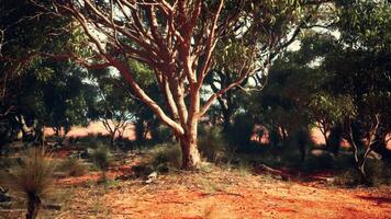 un solitario árbol en pie en un vasto abierto campo video