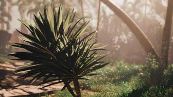 A palm tree in the middle of a grassy area video