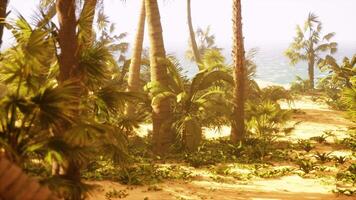 A view of a beach with palm trees and the ocean in the background video