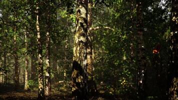 un' denso betulla foresta con torreggiante alberi raggiungendo in direzione il cielo video