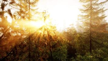 lumière du soleil diffusion par le des arbres dans une luxuriant forêt video