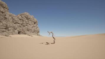 A lone tree in the middle of a desert video