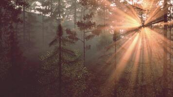 Sun rays filtering through the dense forest trees video