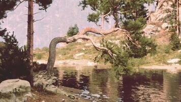 un majestuoso árbol propensión terminado un sereno cuerpo de agua video