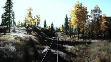 un' panoramico treno traccia taglio attraverso un' pittoresco foresta a tramonto video