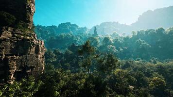 A view of a forest from a high point of view video