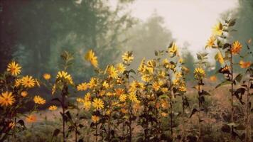 un vibrante campo de amarillo flores con un sereno fondo de arboles video