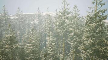 un Nevado bosque con un majestuoso montaña en el antecedentes video