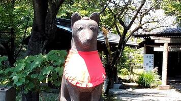 Konkon, the fox at the shrine Mimeguri Shrine.The photo shows a stone fox dedicated in 1802.The stone fox is characterized by its gentle fa