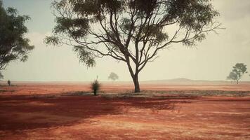 uma cênico panorama com vermelho sujeira campo e árvores dentro a distância video