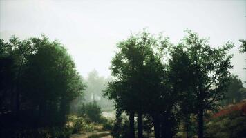 A foggy dirt road surrounded by trees video