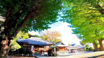 hiratsuka santuario, un santuario en kaminakazato, kita-ku, tokio, Japón. eso tiene estado consagrando hachiman taro minamoto No yoshie, un héroe de el tarde heian período, y su dos mas joven hermanos ya que 1118. foto