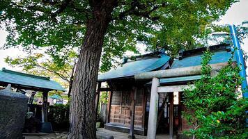 A small shrine and sacred tree.Japan, Osaki Inari Shrine, Namiyoke Inari Shrine, located in Tsukuda, Chuo Ward, Tokyo photo