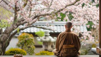 Buddhist monk sitting in the lotus position in front of a cherry blossom tree photo