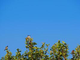 pequeño aves en el verde árbol con un azul cielo antecedentes. espacio para texto foto