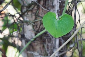 Close-up of heart shape green leaf against nature background in garden photo
