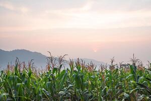 paisaje hermosa de maizales y amanecer con montañas antecedentes. agricultura concepto foto