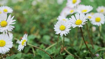 camomilla fiori dopo il pioggia. macro gocce di pioggia scintillare sotto il raggi di il sole. selettivo messa a fuoco di bellissimo fiori su verde erba sfondo, volante nel primavera vento video