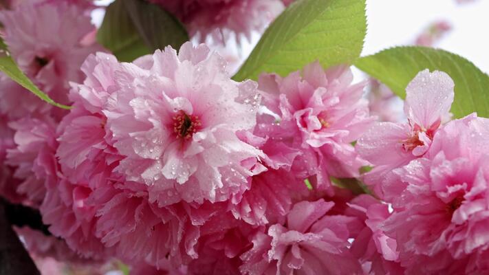 Beautiful Sakura flowers after the rain. Macro raindrops