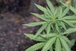 Marijuana plant growing at outdoor cannabis farm. photo