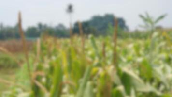 blur image of corn field for zoom meeting background photo