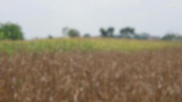 blur image of corn field for zoom meeting background photo