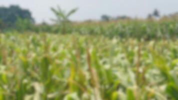 blur image of corn field for zoom meeting background photo