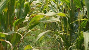 view of the corn fields near my house for background photo